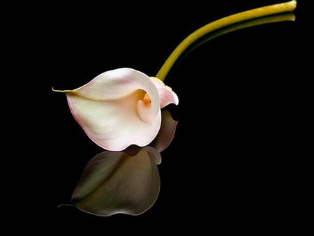 reflection - white, beauty, nature, reflection, black, flower