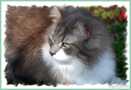 greeneyes for my friend topretty209 - longhair, greeneyes, beautiful, grey white, cat