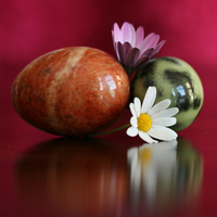 Stones and daisies