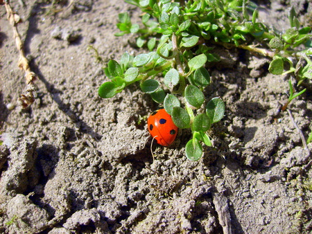 Ladybird - red, ladybird, black, small, makro