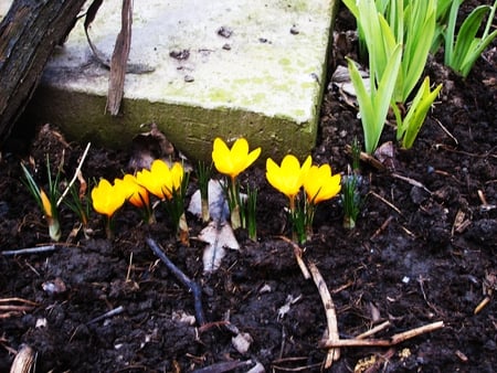 Crocus - flowers, photo, yellow, nature, crocus