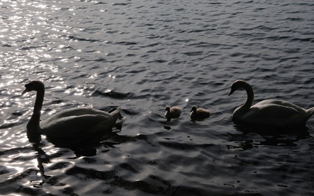 Swan Family - lake, swans, swimming, water, elegant, ducklings, family, pond, birds