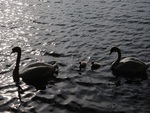 Swan Family