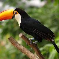 Toucan