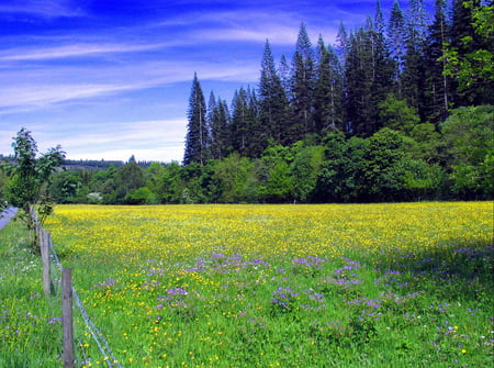 Field of flowers - nature, fields, flowers, forests