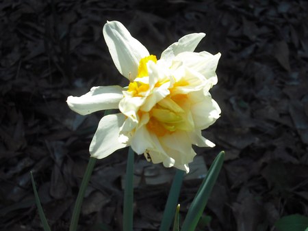 double daffodil for Shayna - double, beautiful, garden, flower, daffodil