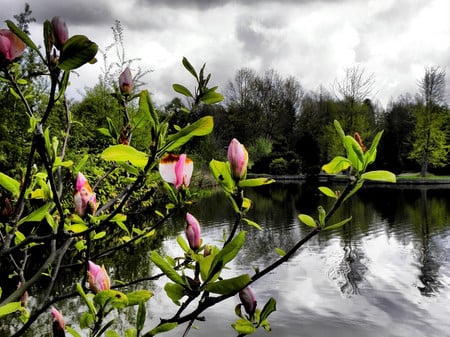 Pink flowers - nature, rivers, flowers, forests