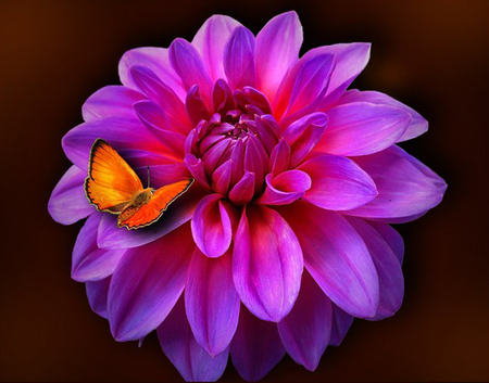 Flower and butterfly - flowers, nature, pink, butterflies