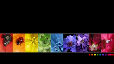 Raibow of Nature - bugs, flowers, collage, raibow, nature