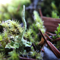 The Forest Under Your Feet