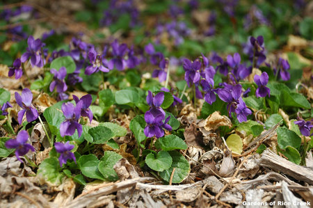 violets - fields, violets, flowers, meadow, spring