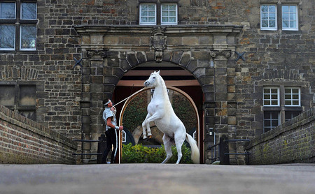 Up - horses, white, andalusian, spanish