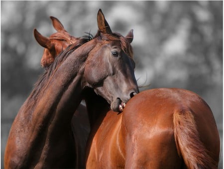 Grooming Time - horses, chestnut, bay, grooming