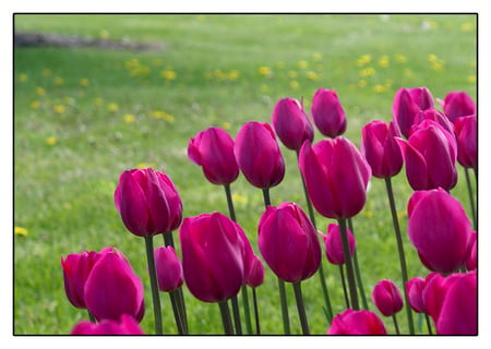  Spring is here with purple tulips  - warm, tulips, purple, forever, springtime, sunshine, field, light