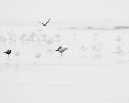 Gulls & Tern @ Long Beach, WA - waves, tern, beach, seagull