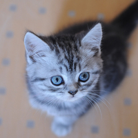 little kitty for cristina_mehr