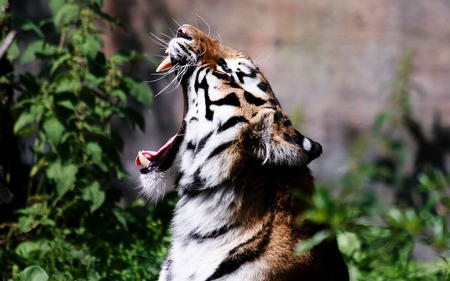 Roaring Tiger - wildlife, roar, cat, tiger