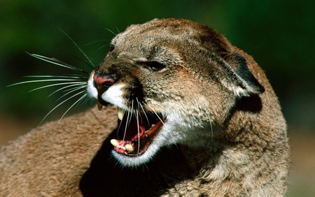 Puma - roaring, wildlife, cat, puma