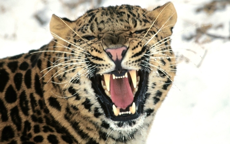 Mad Cat - roar, leopard, wildlife, cat