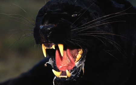 Black Panther - teeth, wildlife, cat, feline, panther, growling, threatened, roar, big, black panther