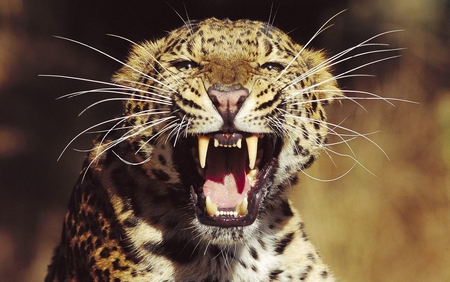 Mad Cat - roar, leopard, wildlife, cat