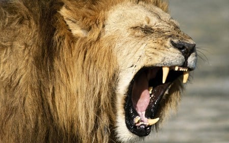 Lion - roar, lion, wildlife, cat