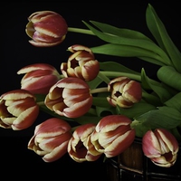 Tulips