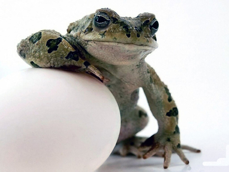 frog egg - egg, frog, animal, water