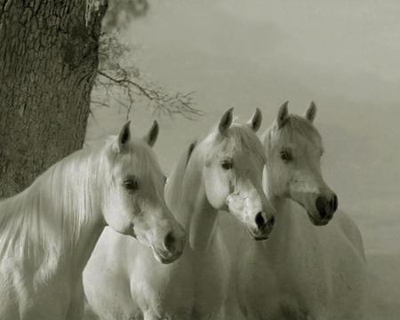 Arabian Horses - arabian, white, animal, horses, horse, animals