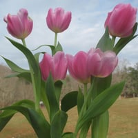 tulips