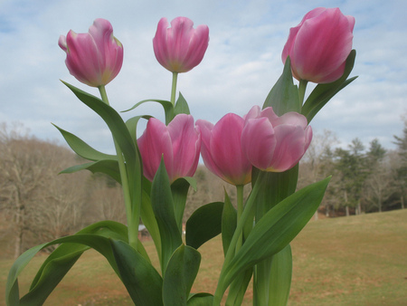 tulips - pink, beautiful, tulips, backyard, spring