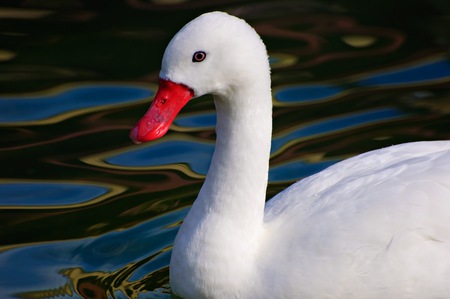 White Goose - goose, bird, birds, white, animal, red, animals