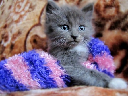 Cute Kitten - kitty, cute, kitten, cat, grey