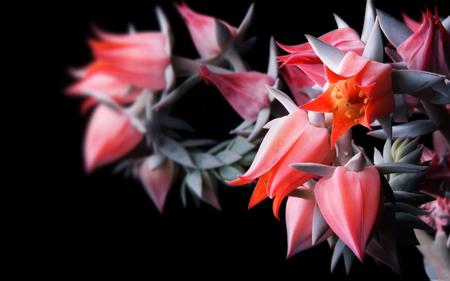 A-beautiful-bouquet-of-pink-flowers - beauty, nice, nature, pink, flowers, bouquet, flower