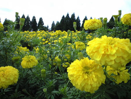 yellow flowers - beauty, nature, sky, trees, yellow, flowers, flower