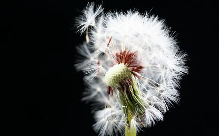 Fluttering-dandelion-seeds - white, nature, beauty, dandelion, flowers