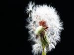 Fluttering-dandelion-seeds