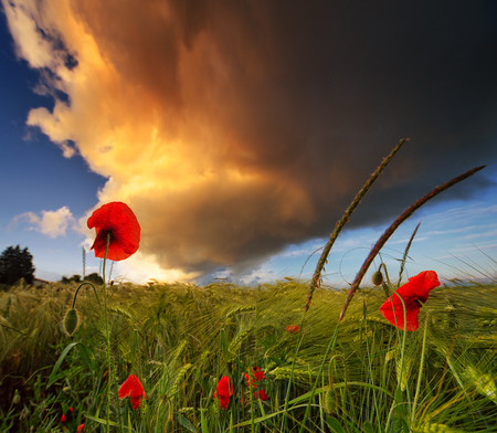 Spring field - beauty, sky, landscape, background, field, spring, sesons, nature, white, clouds, red, green, flowers, grass, poppies