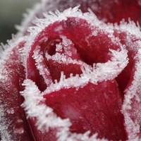 Red-Rose-in-frost-to my DN