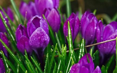 After the Rain - flowers, fresh, tulips, nature, purple, rain, beauty, flower