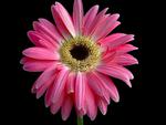 Pink-gerbera