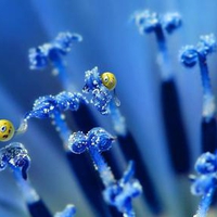 Smiles-on-the-stamens-of-Chicory-flower