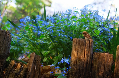 sparrow - beautiful, flowers, garden, sparrow, bird