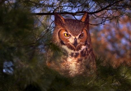 owl - forest, evening, owl, lovely, bird