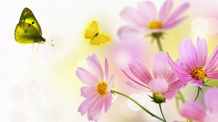 Cosmo Summer Romance - soft, summer, daisy, spring, butterfly, pink, flowers, firefox persona, butterflies