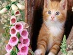 Ginger-kitten