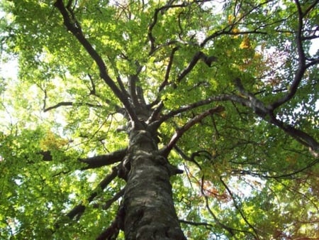 Tree - photogrpahy, nature, forest, photo, light, tree, sun, bulgaria