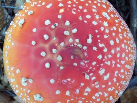 Mushroom - white, red, photo, photography, nature, bulgaria