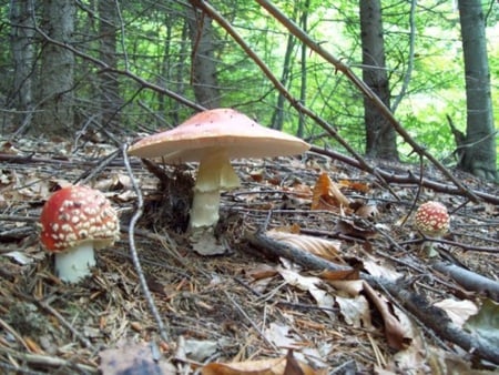 Mushroom - trees, photography, forest, photo, fallen, leaves, nature, red, bulgaria