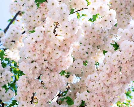 SPRING - nature, tree, flower, spring, sunny day